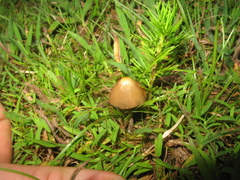 Psilocybe mexicana