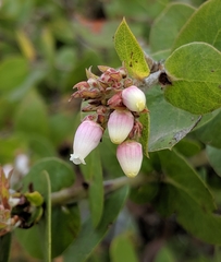 Arctostaphylos osoensis