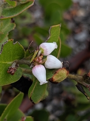 Arctostaphylos osoensis