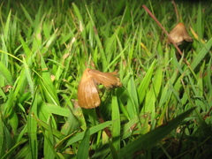 Psilocybe mexicana