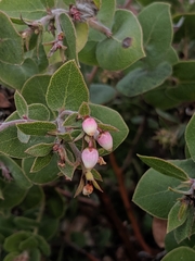 Arctostaphylos osoensis