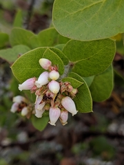 Arctostaphylos osoensis