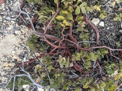 Arctostaphylos osoensis