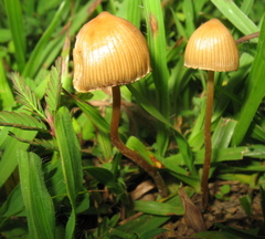 Psilocybe mexicana