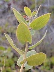 Arctostaphylos osoensis