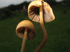 Psilocybe mexicana