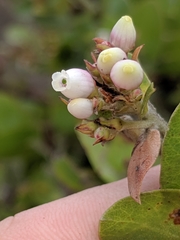 Arctostaphylos osoensis