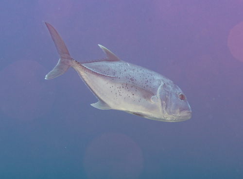 Giant Trevally