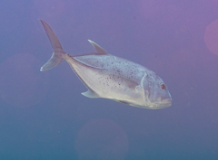 Giant Trevally