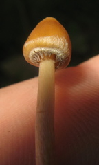 Psilocybe mexicana