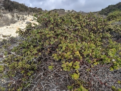 Arctostaphylos osoensis