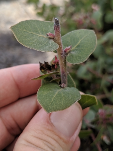 Image of Arctostaphylos osoensis by no rights reserved