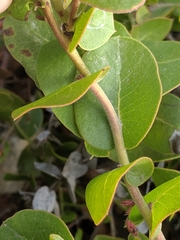Arctostaphylos osoensis