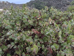 Arctostaphylos osoensis