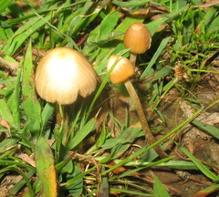 Psilocybe mexicana