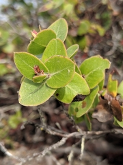 Arctostaphylos osoensis