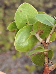 Arctostaphylos osoensis