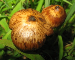Psilocybe mexicana