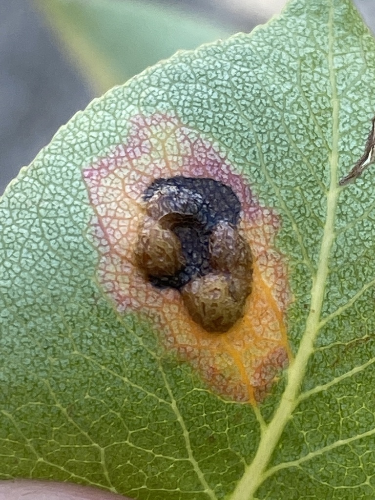 Pear Rust on a plant