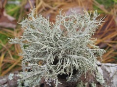 Ramalina willeyi