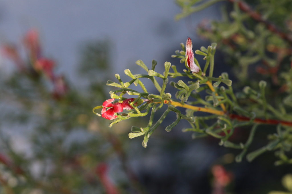 Adenanthos forrestii (Adenanthos forrestii)