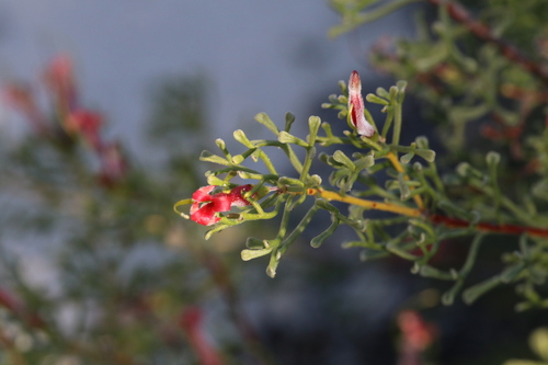 Adenanthos forrestii (Adenanthos forrestii)