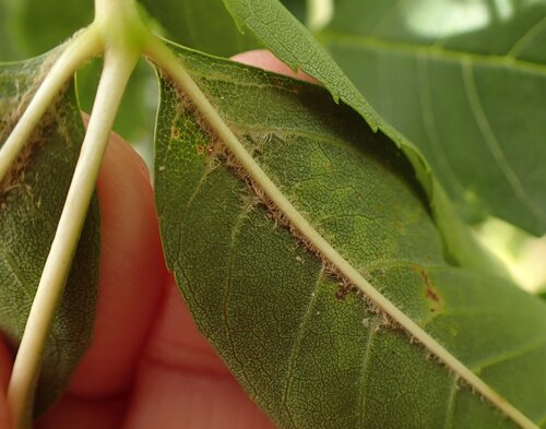 Aculus epiphyllus
