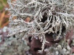 Ramalina willeyi