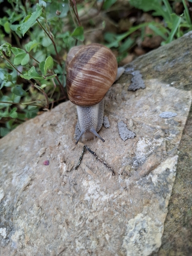Helix cincta