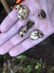 Hymenogaster parksii