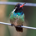 Juovasafiirikolibri - Photo (c) Tim Lenz, osa oikeuksista pidätetään (CC BY-NC)