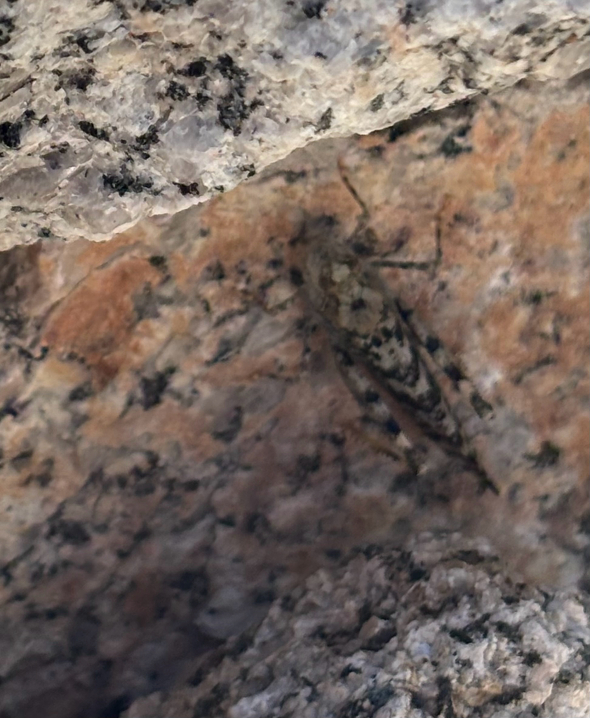 Dancing Grasshopper