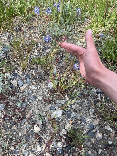 Glaucous Willowherb (Epilobium glaberrimum)