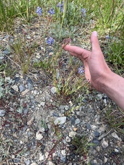 Epilobium glaberrimum, photograph author not stated, no rights reserved