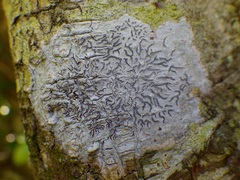 Phaeographis dendritica