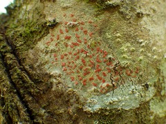 Arthonia cinnabarina