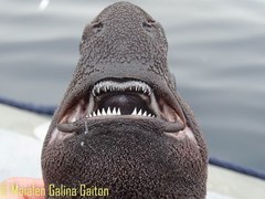 Knifetooth Dogfish photo 2