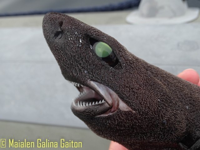 Knifetooth Dogfish