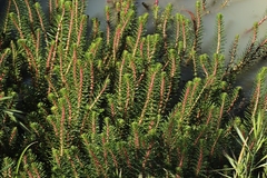 Myriophyllum papillosum