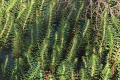 Myriophyllum papillosum