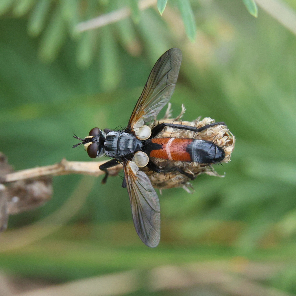 Cylindromyia pilipes