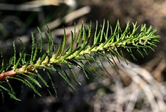 Myriophyllum papillosum