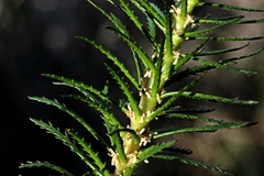 Myriophyllum papillosum