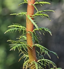 Myriophyllum papillosum