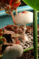 Leucocoprinus ianthinus