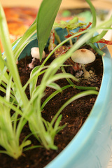 Leucocoprinus ianthinus