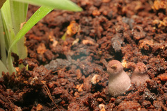 Leucocoprinus ianthinus