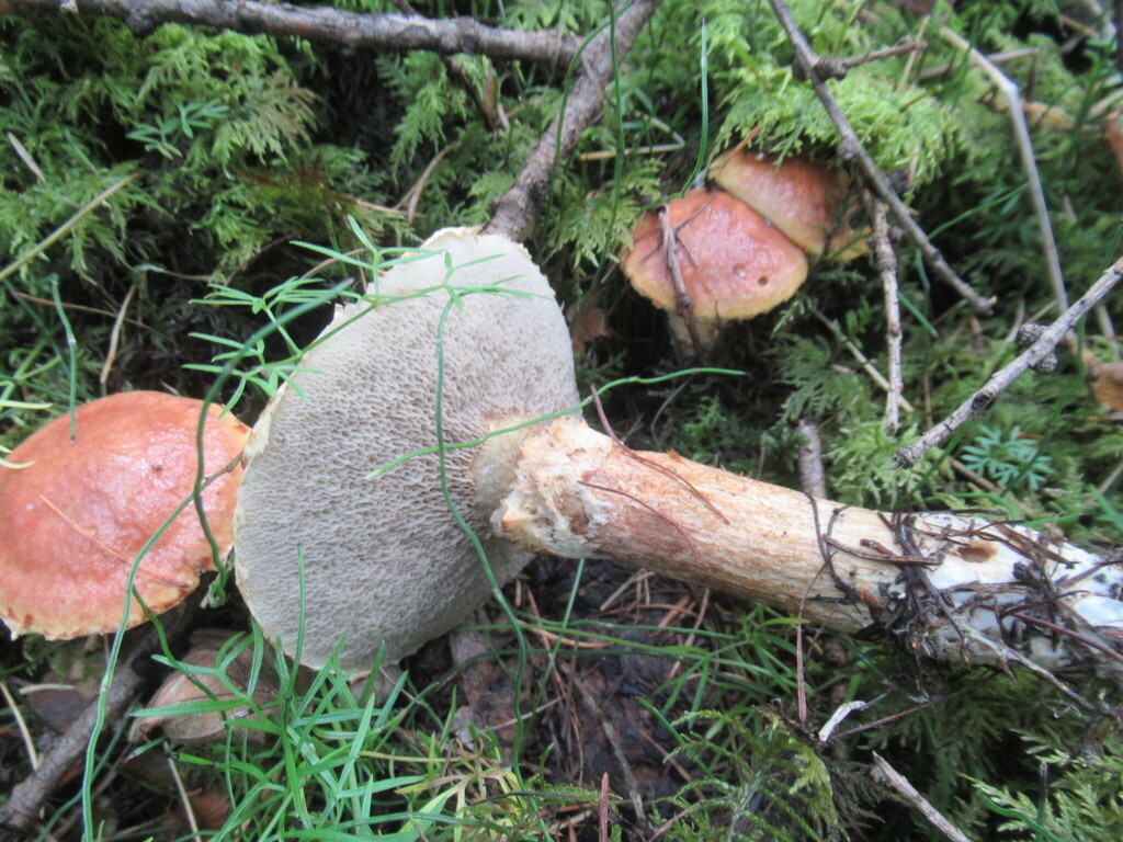Suillus viscidus · September 2025 · photo: © smsergey (iNaturalist, cc-by-nc)