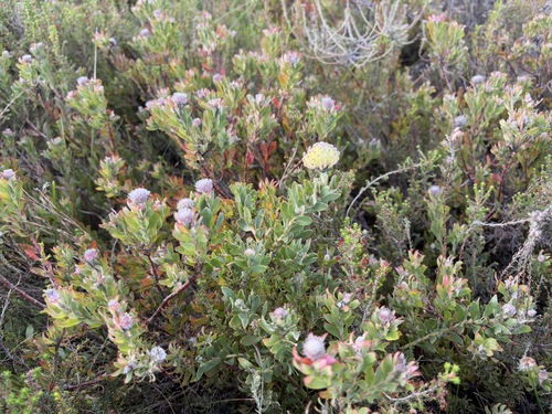 Leucospermum heterophyllum, photograph 3