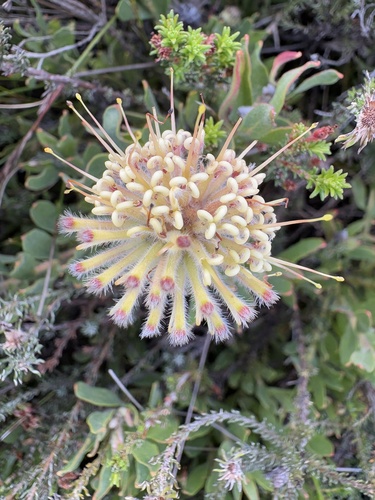 Leucospermum heterophyllum, photograph 4